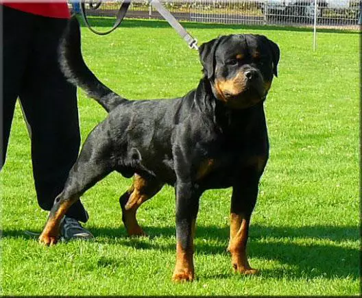 rottweiler