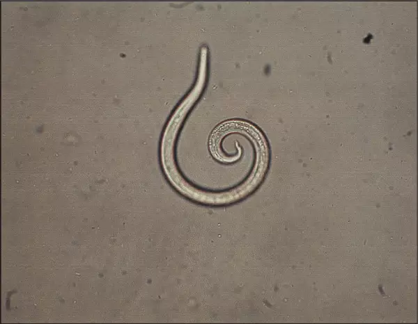 parasito angiostrongylus vasorum