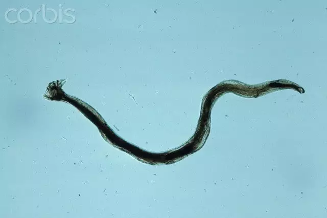 parasito anclysostoma caninum
