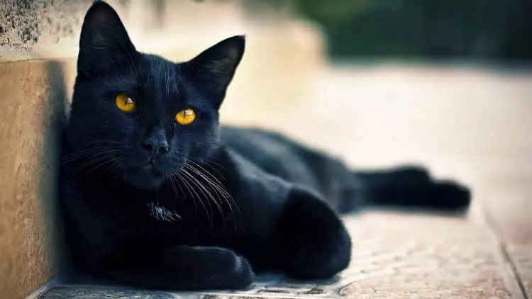 Hermoso gato negro