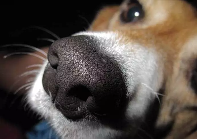 Por que los perros tienen la nariz mojada 