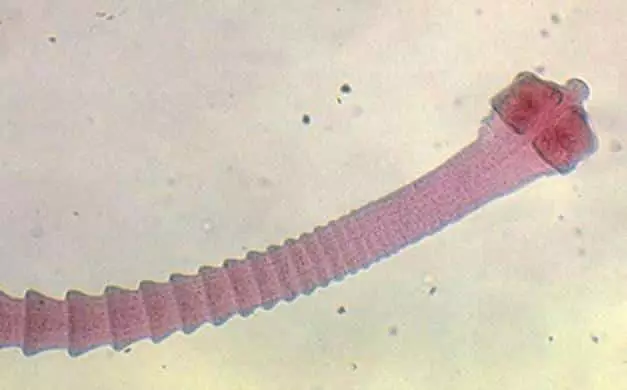 parasito dipylidium caninum
