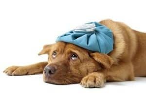 Enfermedades en los perros