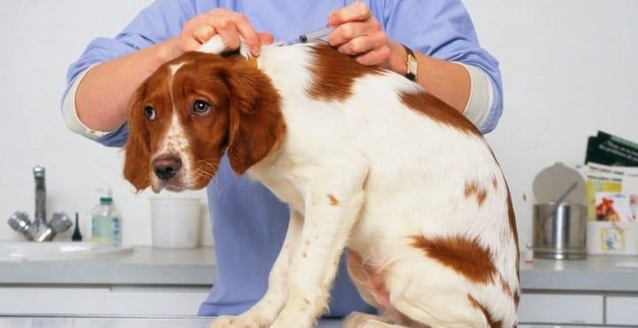 enfermedades virales en perros