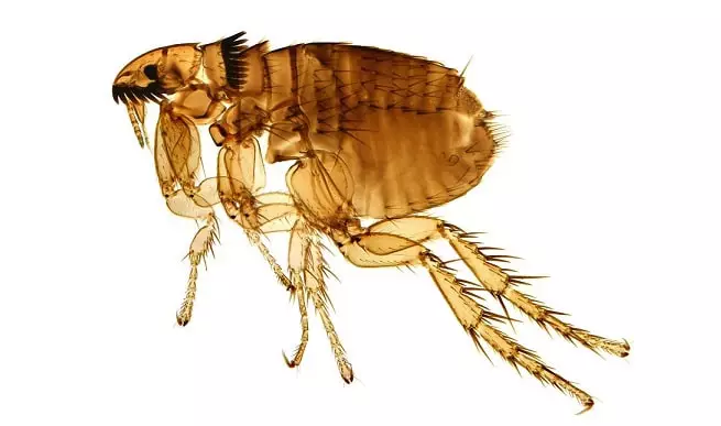 parasito pulga