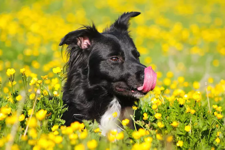 alergia al polen en perros