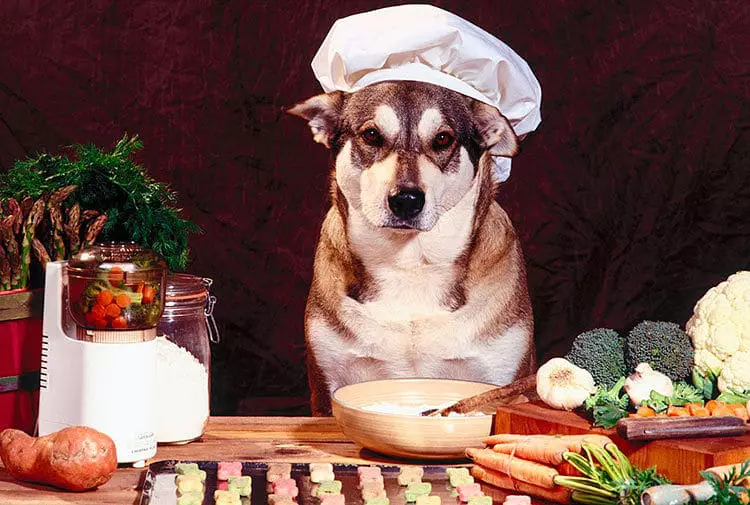 Una dieta balanceada puede ayudar a la salud de tu perro