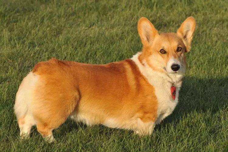 Corgi Galés de Pembroke, primer perro de la clasificación de razas de trabajo