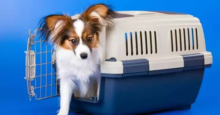 Asegúrate de que tu mascota esté cómoda en su kennel a la hora de viajar