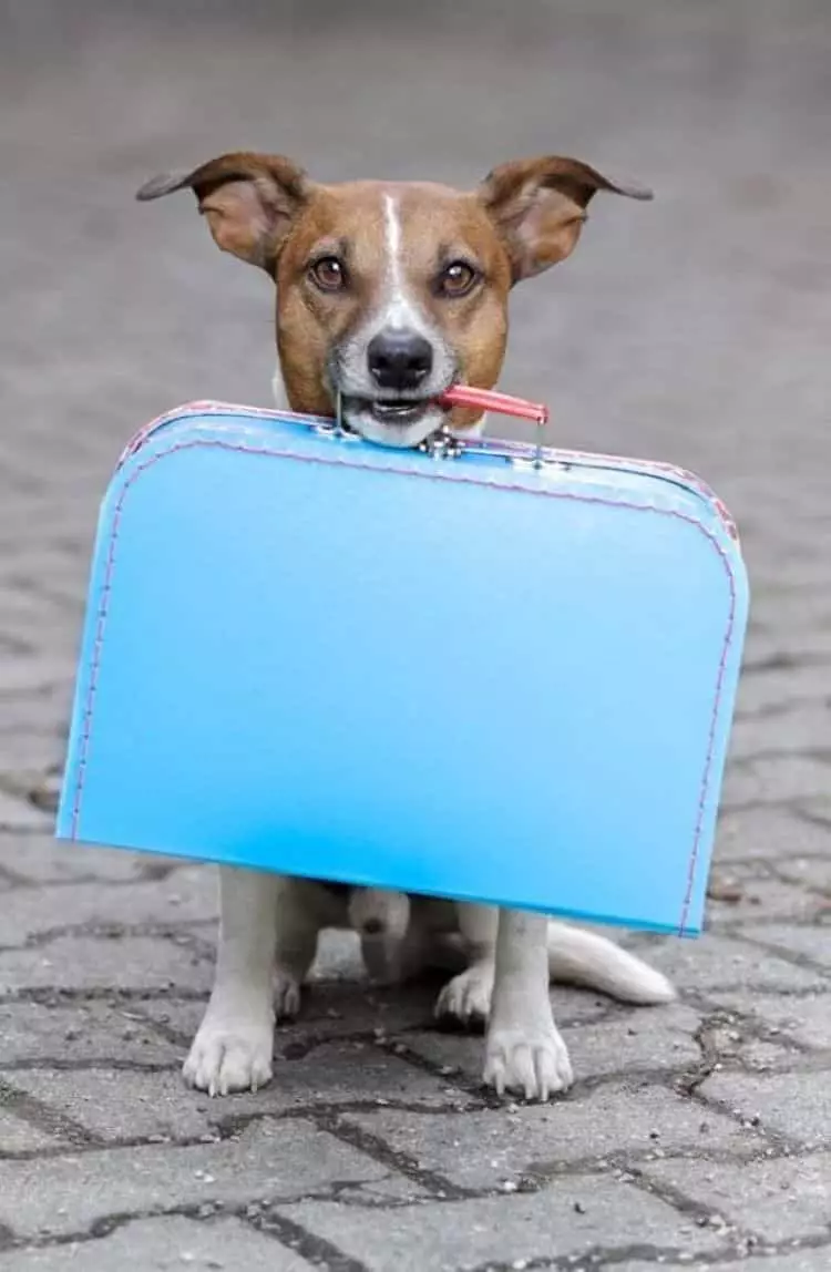 Investiga todos los documentos que necesitas para que tu mascota viaje contigo