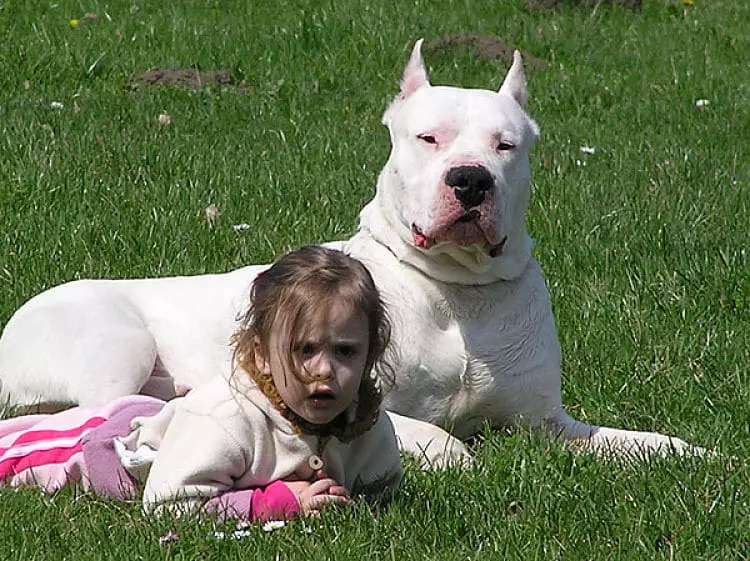 El Dogo Argentino puede ser perfecto para vivir con niños si se entrena correctamente