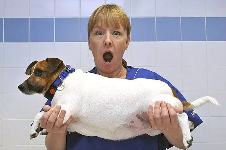 Peligros de la falta de atención alimenticia del Jack Russell