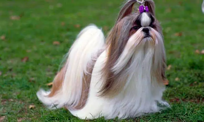 perros Shih tzu