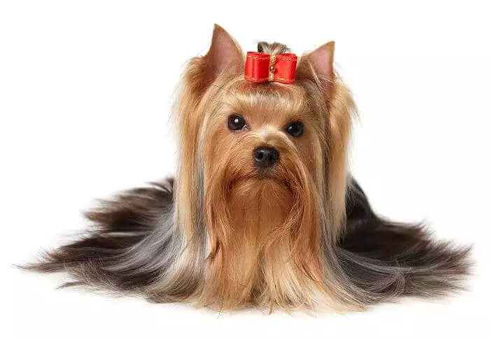 perros Yorkshire Terrier