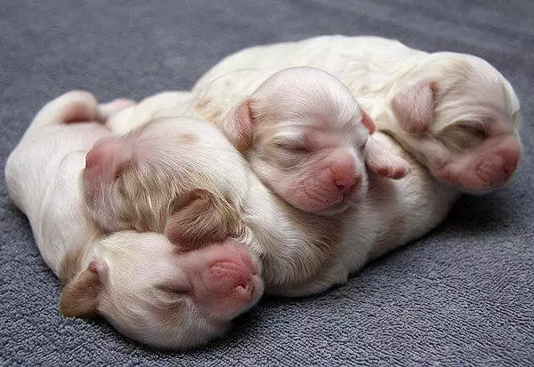 por que los perros nacen con los ojos cerrados