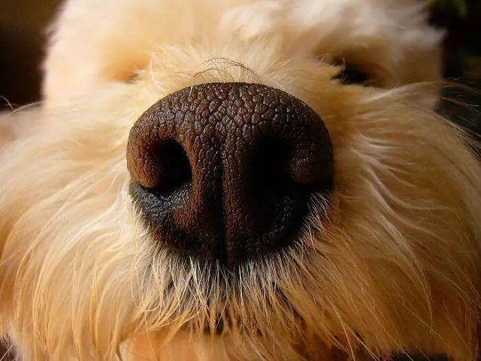 por que los perros tienen la nariz seca