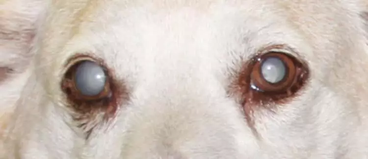 Perro con cataratas, se puede ver la mancha blanca característica en ambos ojos