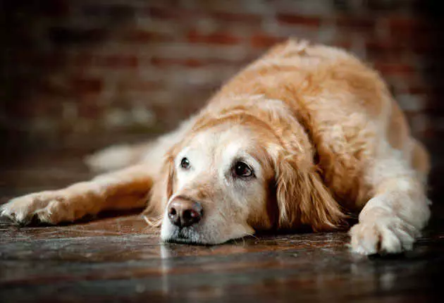 sintomas de cushing en perros
