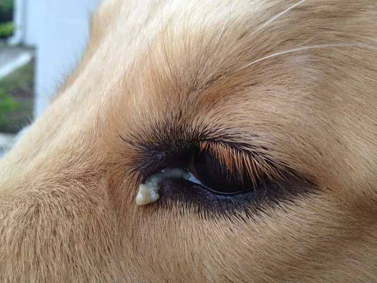 Se puede notar la descarga en el ojo, síntoma de una infección ocular