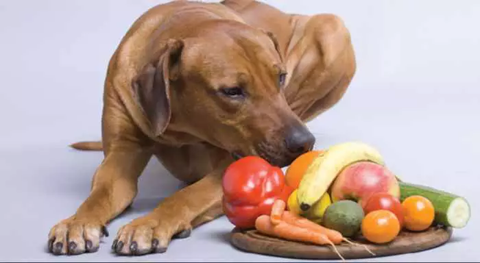 alimentacion para perros hepaticos