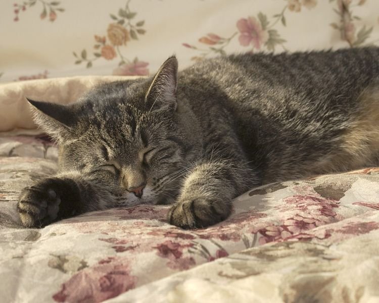 Los gatos duermen en promedio 13 o 14 horas al día