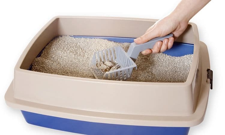 Mantener la caja de arena limpia es muy importante para asegurar que nuestro gato esté cómodo