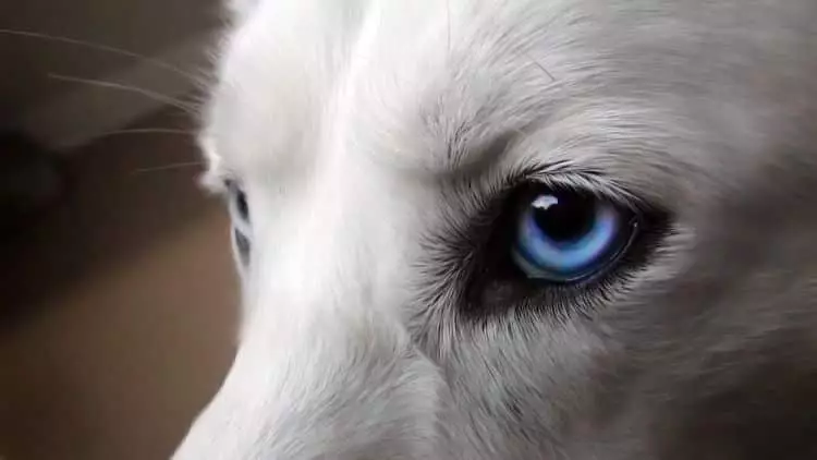 Los ojos de nuestros perros son propensos a padecer ciertas condiciones