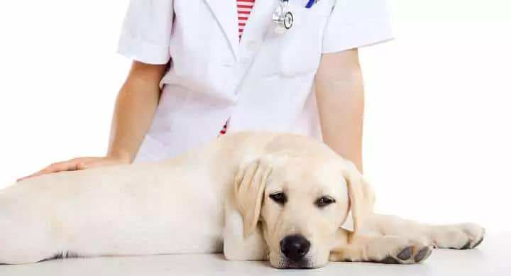 diagnostico de hipotiroidismo en perros