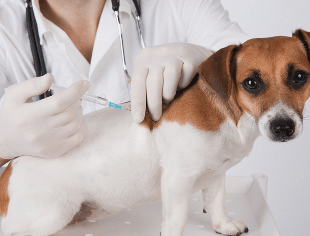 vacuna de hepatitis en perros