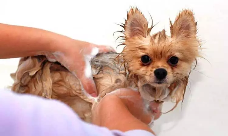 El baño es un paso importante en la salud de nuestras mascotas