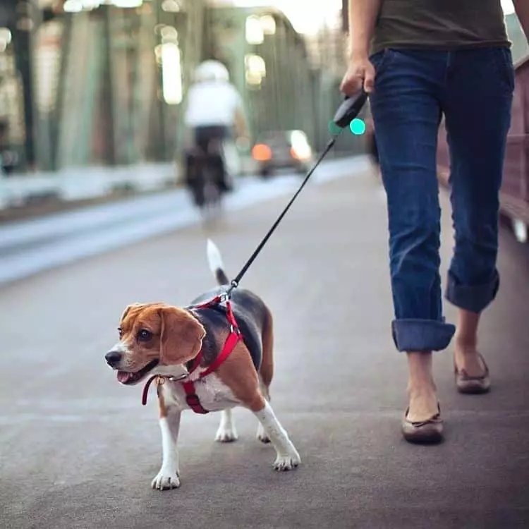Da un paseo con tu perro entes de salir para que libere ansiedad y energía acumulada