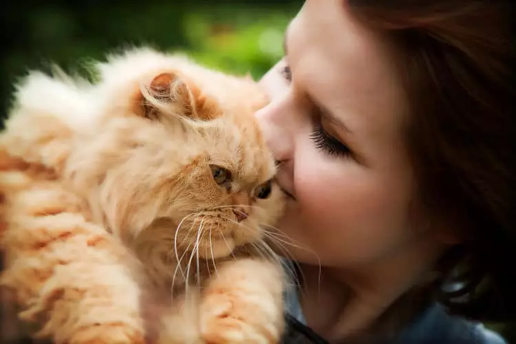 Todo lo que debes saber antes de traer un gato a casa