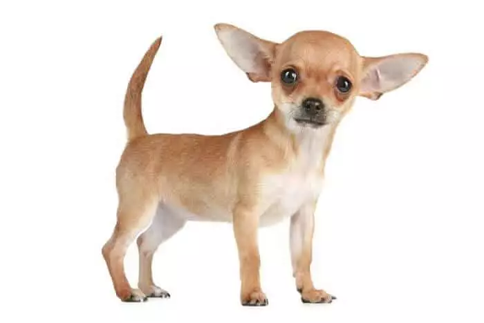 perros Chihuahua