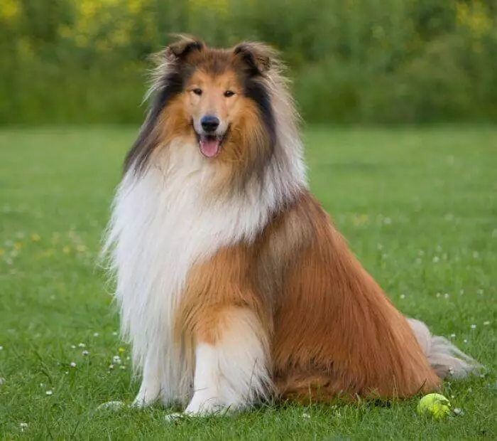 perros Collie