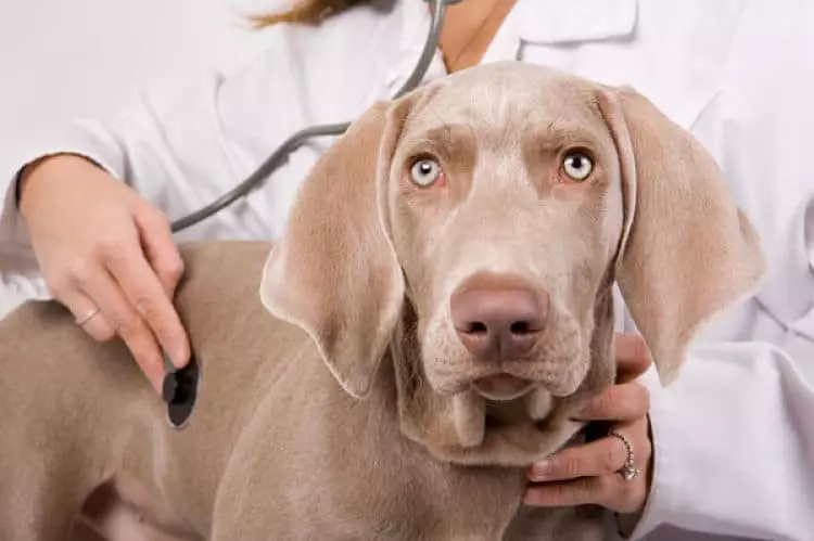 Asistir a un Médico Veterinario es la clave para el diagnóstico y tratamiento de la piometra