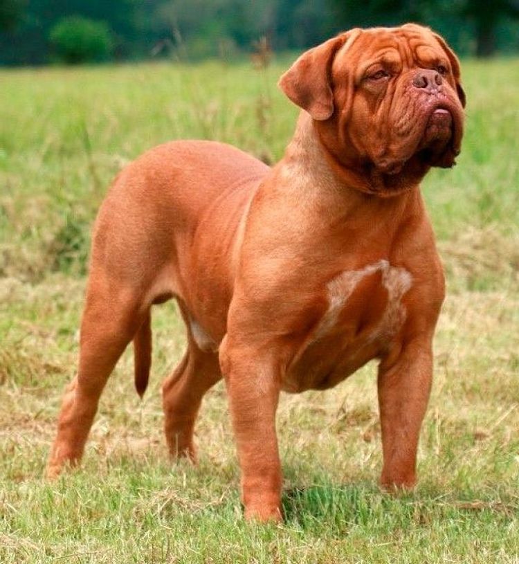 Todo Lo Que Debes Saber Acerca Del Dogo De Burdeos Mascotafiel Todo Lo Que Debes Saber Acerca Del Dogo De Burdeos Mascotafiel