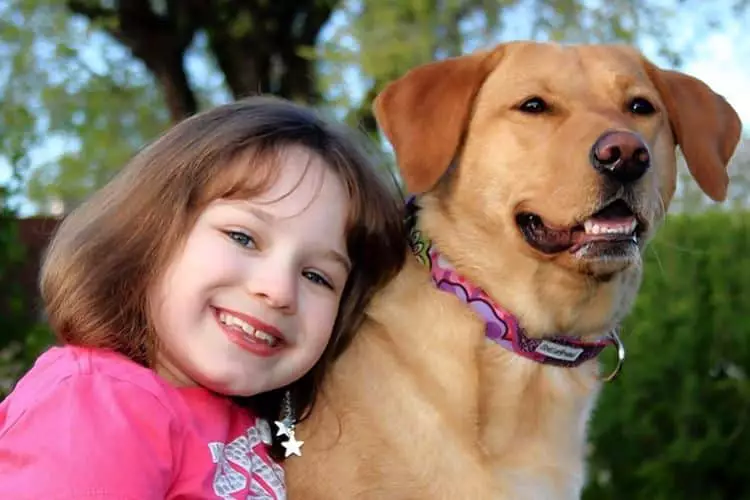 Los labradores son frecuentemente usados también como perros de asistencia