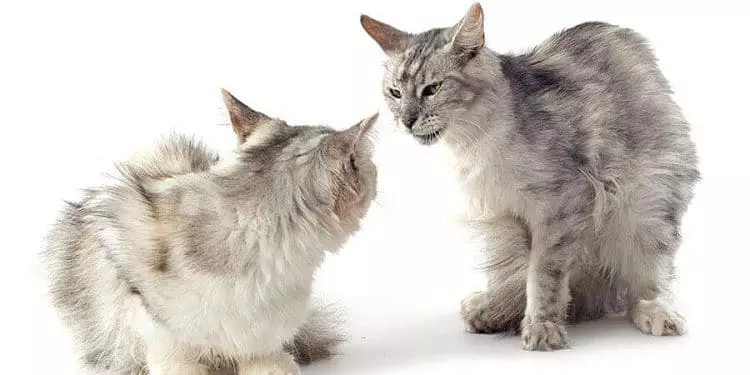 Se pueden ver ambos tipos de agresividad. El gato de la izquierda es defensivo y el de la derecha ofensivo