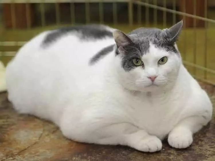 La obesidad es un problema que aumenta los riesgos de salud de nuestro gato