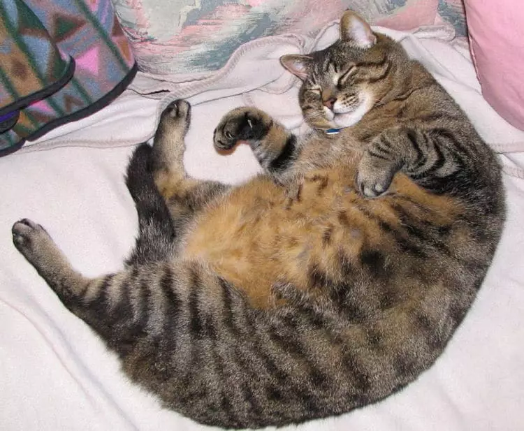 La obesidad puede tener serias implicaciones en la salud de nuestro gato