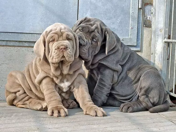 Cachorros de Mastín Napolitano en dos de los colores permitidos, gris plomizo y leonado