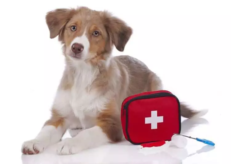 Es importante tener a mano un kit de primeros auxilios especial para nuestras mascotas