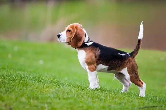 perros beagle