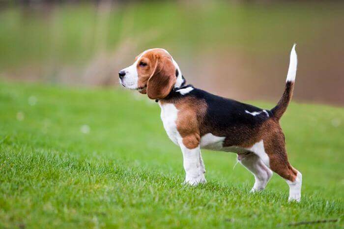 Las 5 Particularidades Que No Sab as De Los Perros Beagle Mascotafiel