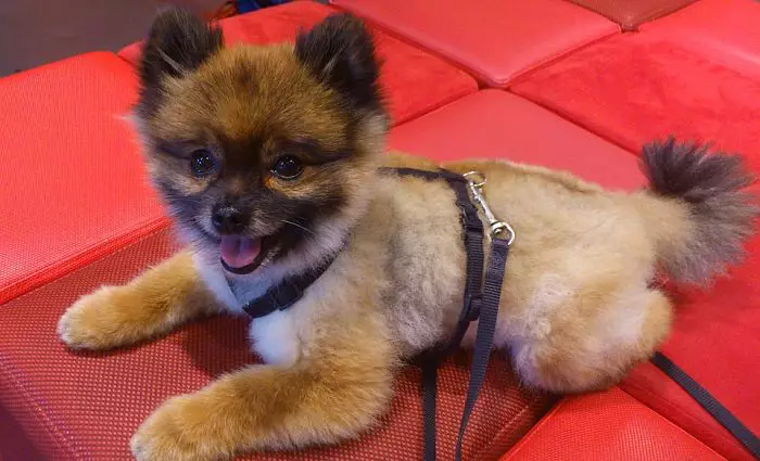 raza de peros pomerania