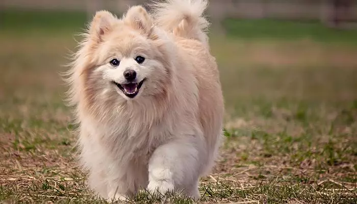 perro pomerania
