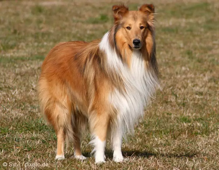 Hermoso ejemplar de Collie