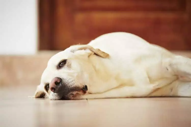Los perros con gusanos en el corazón suele estar siempre muy cansados