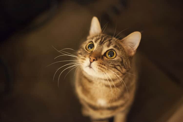 Tu gato quizás te mirará fijamente para pedirte algo, por ejemplo, comida