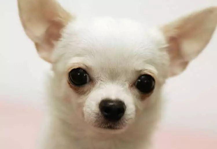 Los pequeños Chihuahua